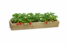 wooden herb trough planter